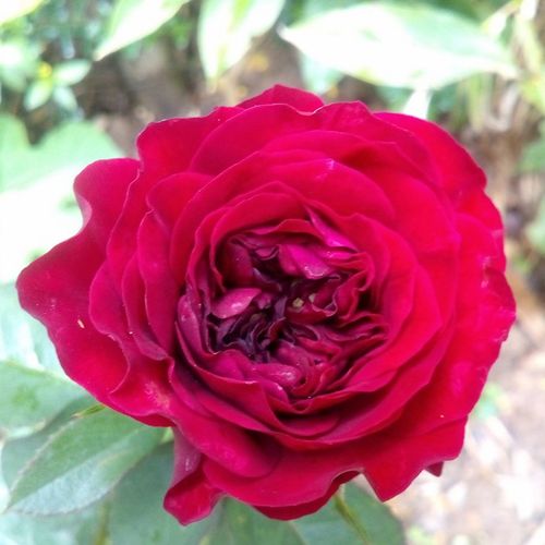 Rosa Mona Lisa® - vörös - Tömvetelt nosztalgia - angolrózsa virágú- magastörzsű rózsafa- bokros koronaforma